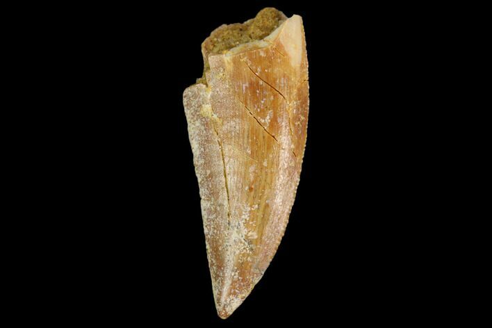 Serrated, Raptor Tooth - Real Dinosaur Tooth #124285